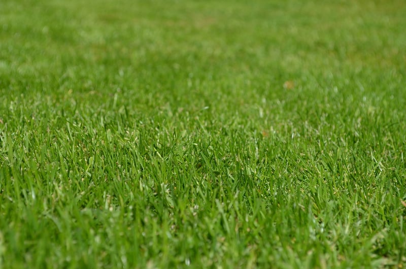 Lawn Games